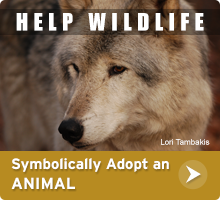 Adopt an Animal
